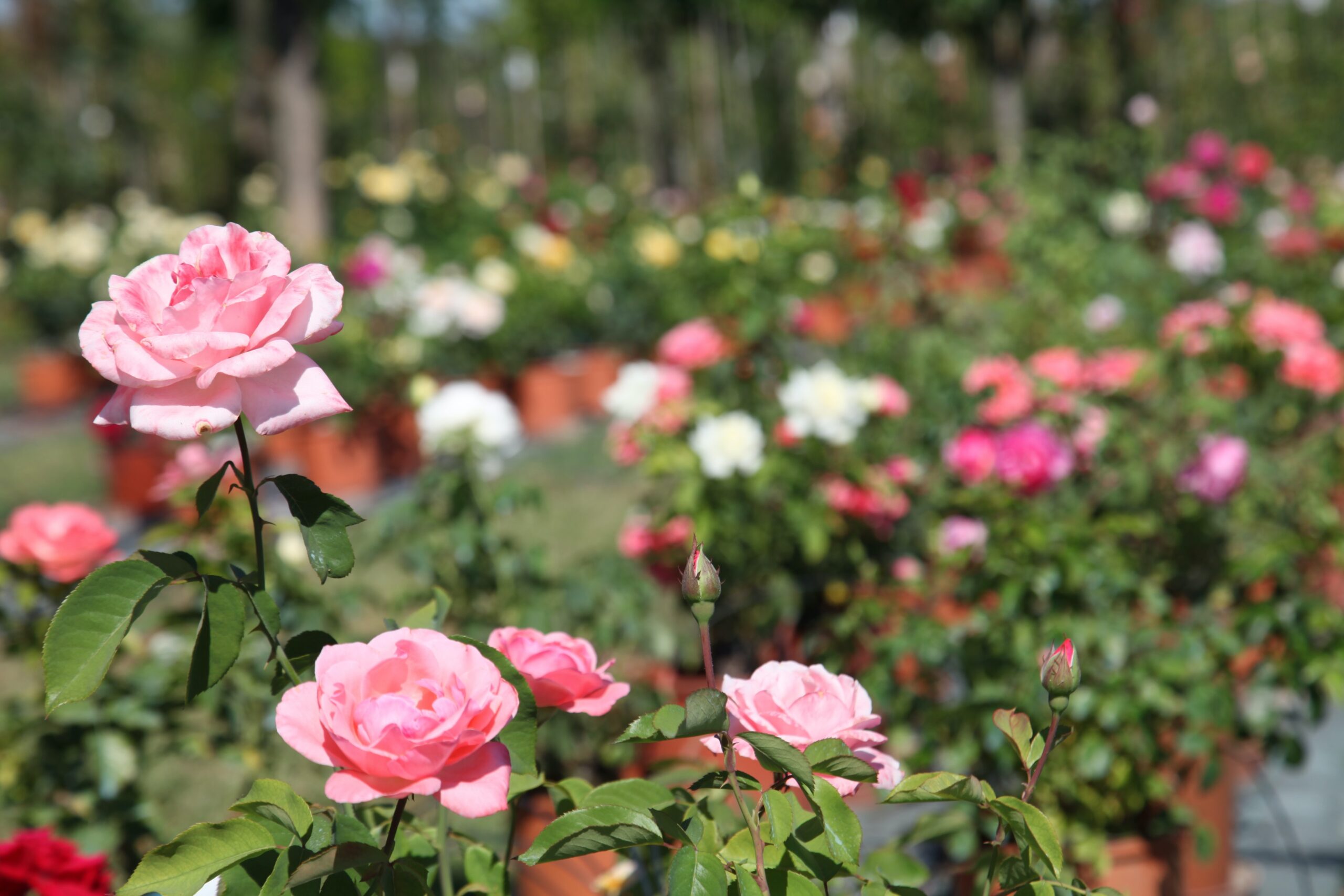 Roses in nature, myth and poetry