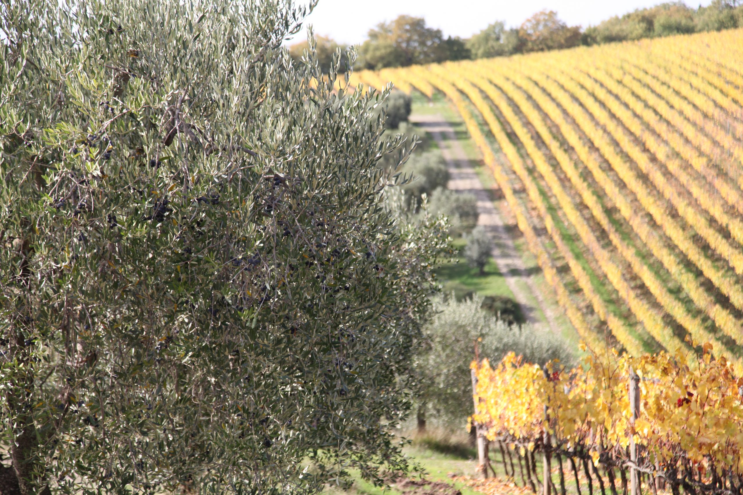 Castellina in Chianti’s Liquid Gold