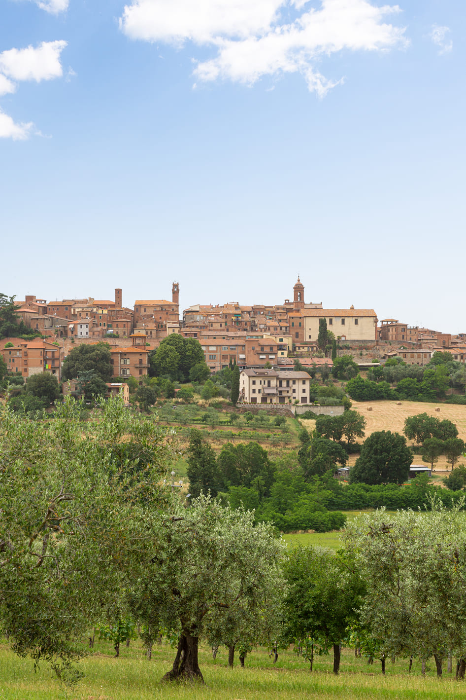 Sentinel on the summer: Torrita di Siena