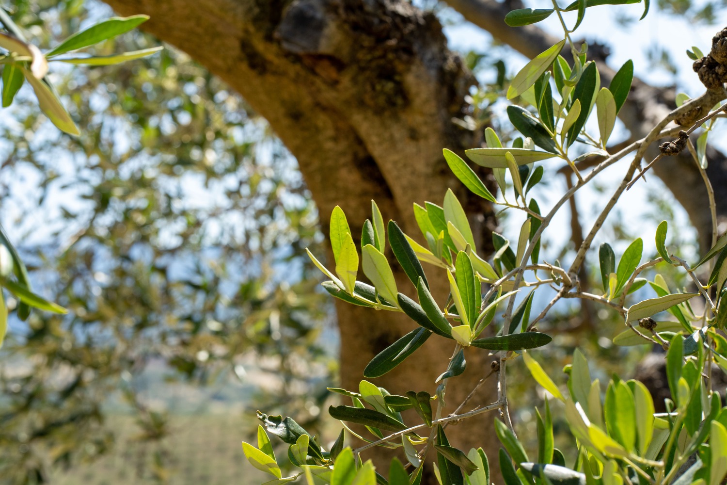 In the heart of the Maremma