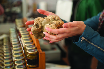 The 41st National White Truffle Exhibition