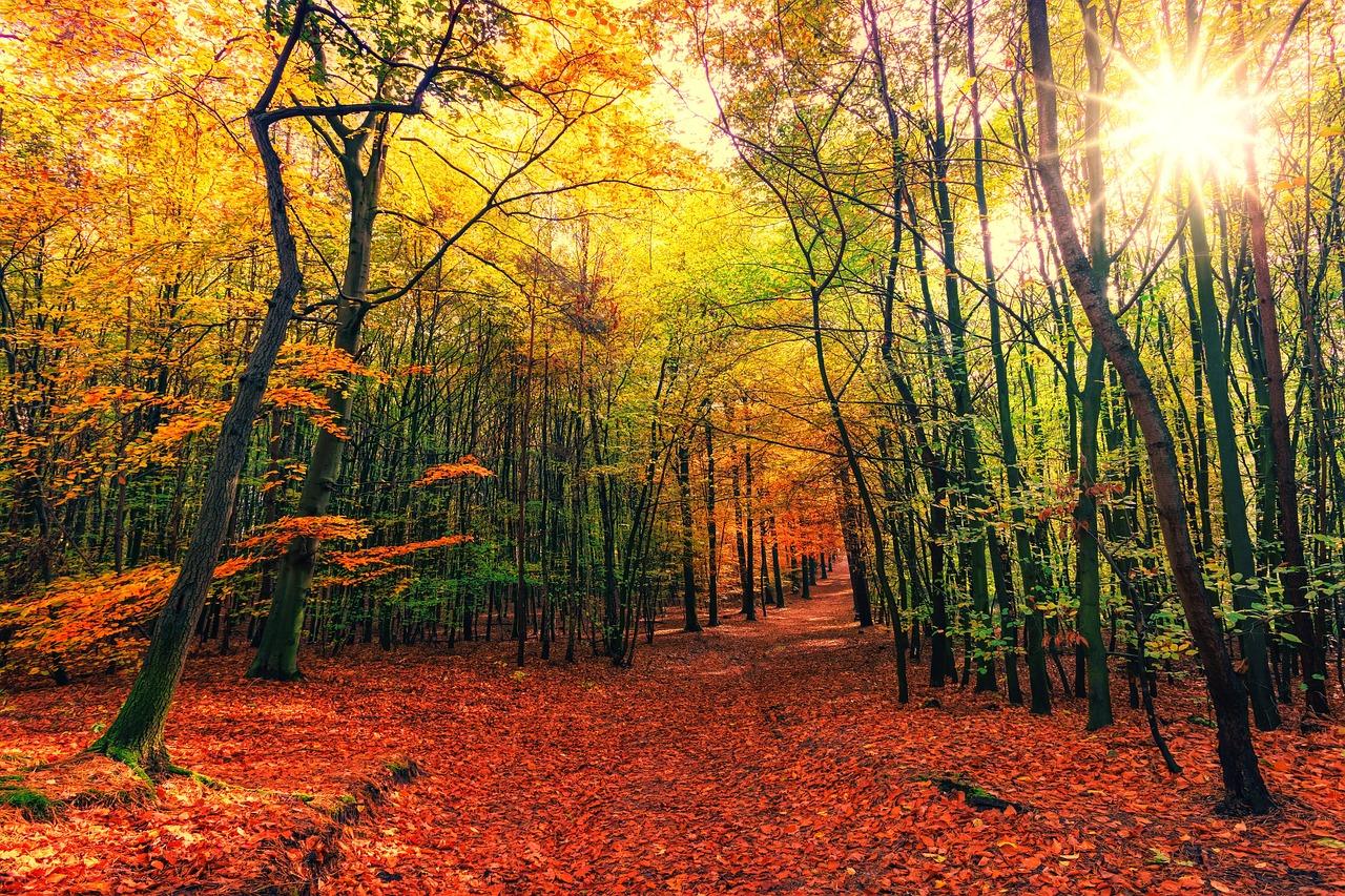 Tutti pazzi per il foliage: l’Amiata in autunno