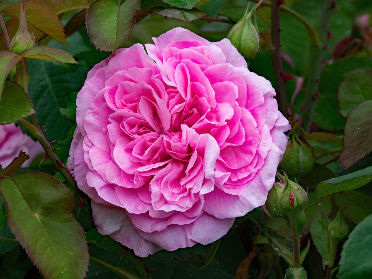 Il Roseto, From the Myth of Roses to Seasonal Blooms