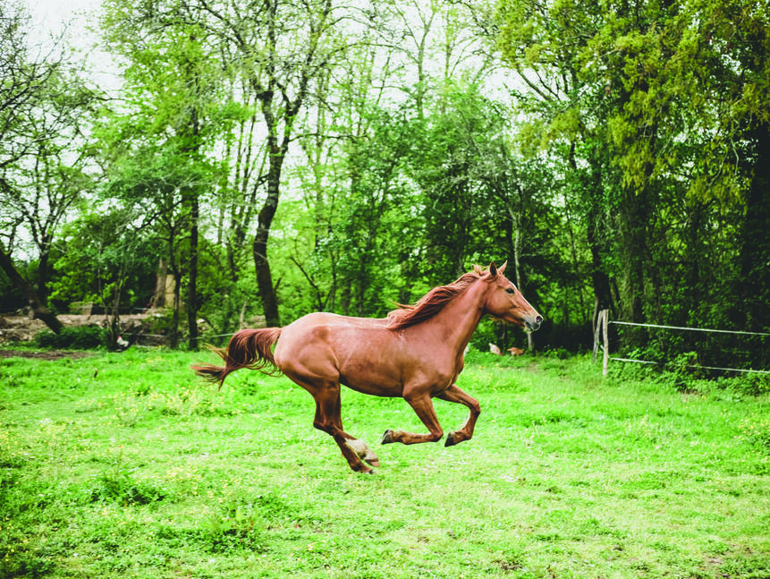 Slow Horse and ‘Equusustainability’