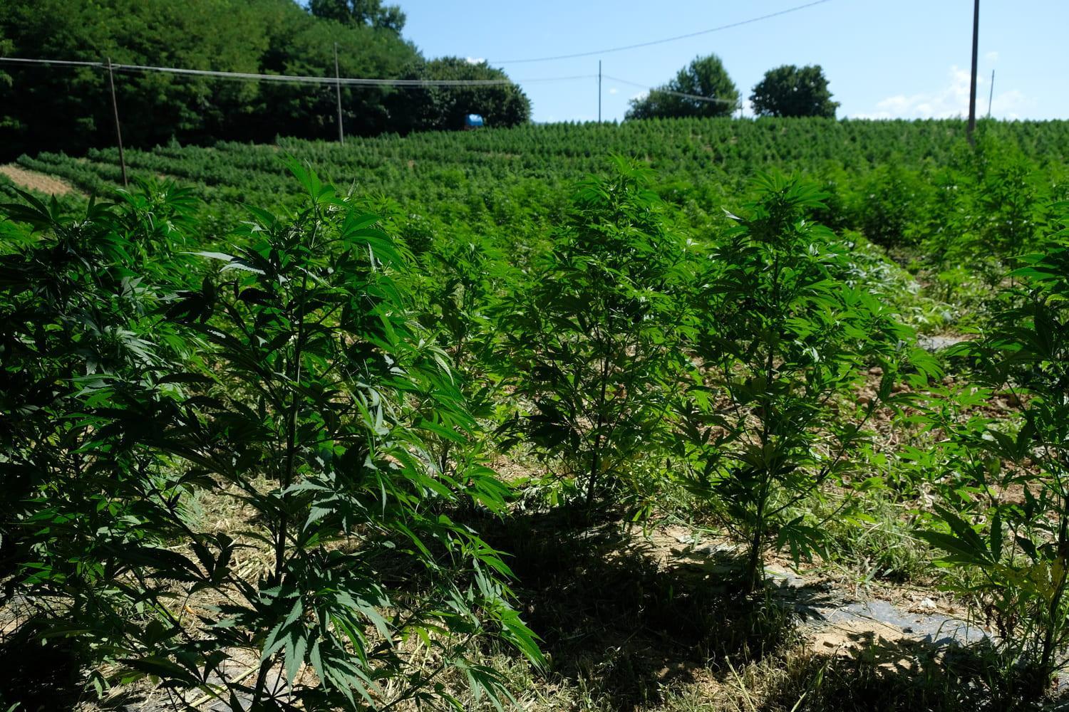 A Legal Hemp Paradise?