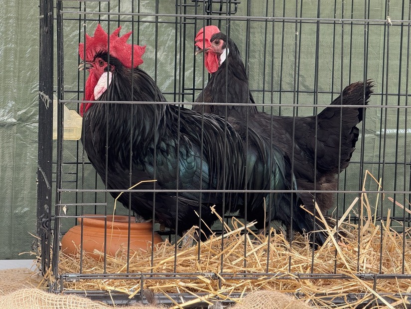 The Return of The Black Rooster: Rediscovering a Symbol